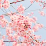 入園式の時期に咲く桜