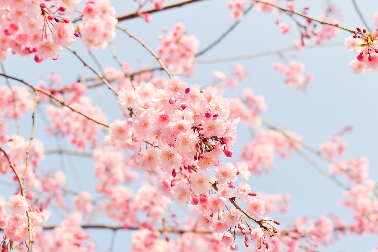 入園式の時期に咲く桜